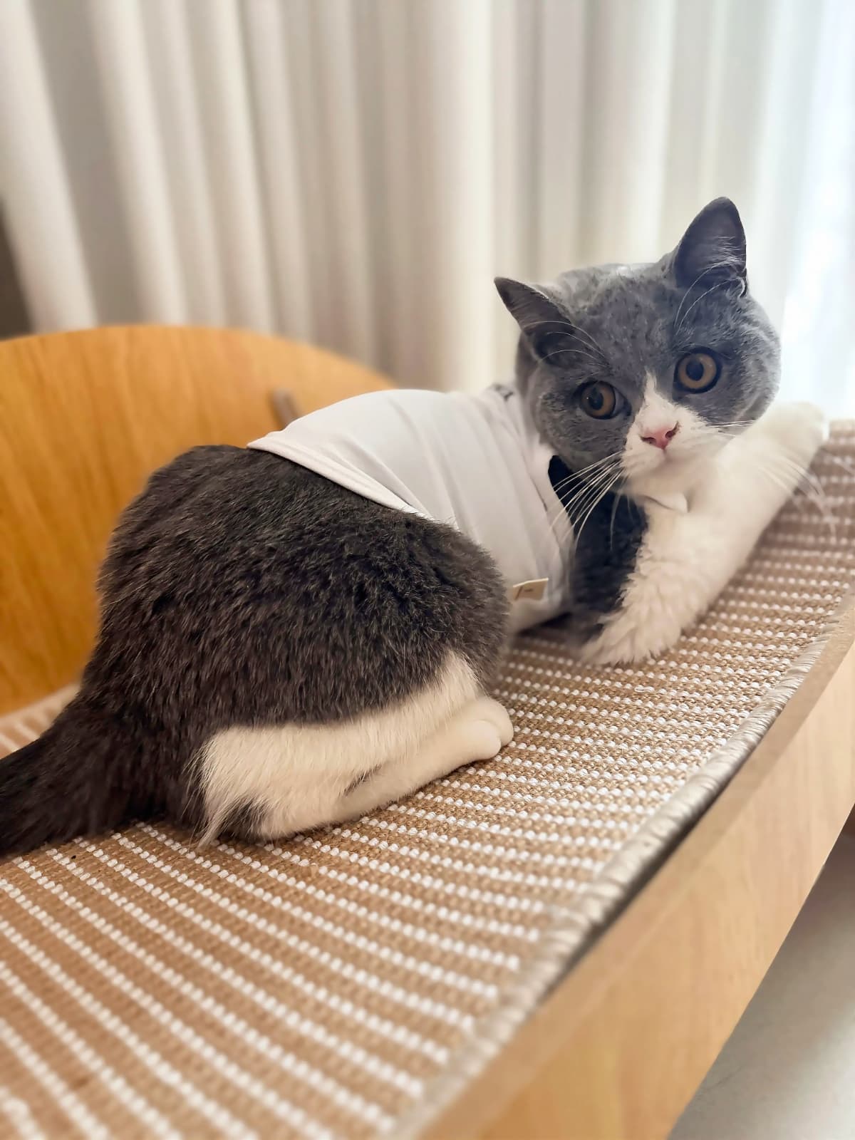 Petsimix sleeveless top - 이미지 10