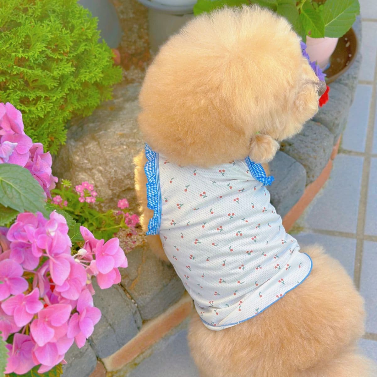 Jubico Cool Mesh Cherry Sleeveless Dog Clothes - 이미지 1