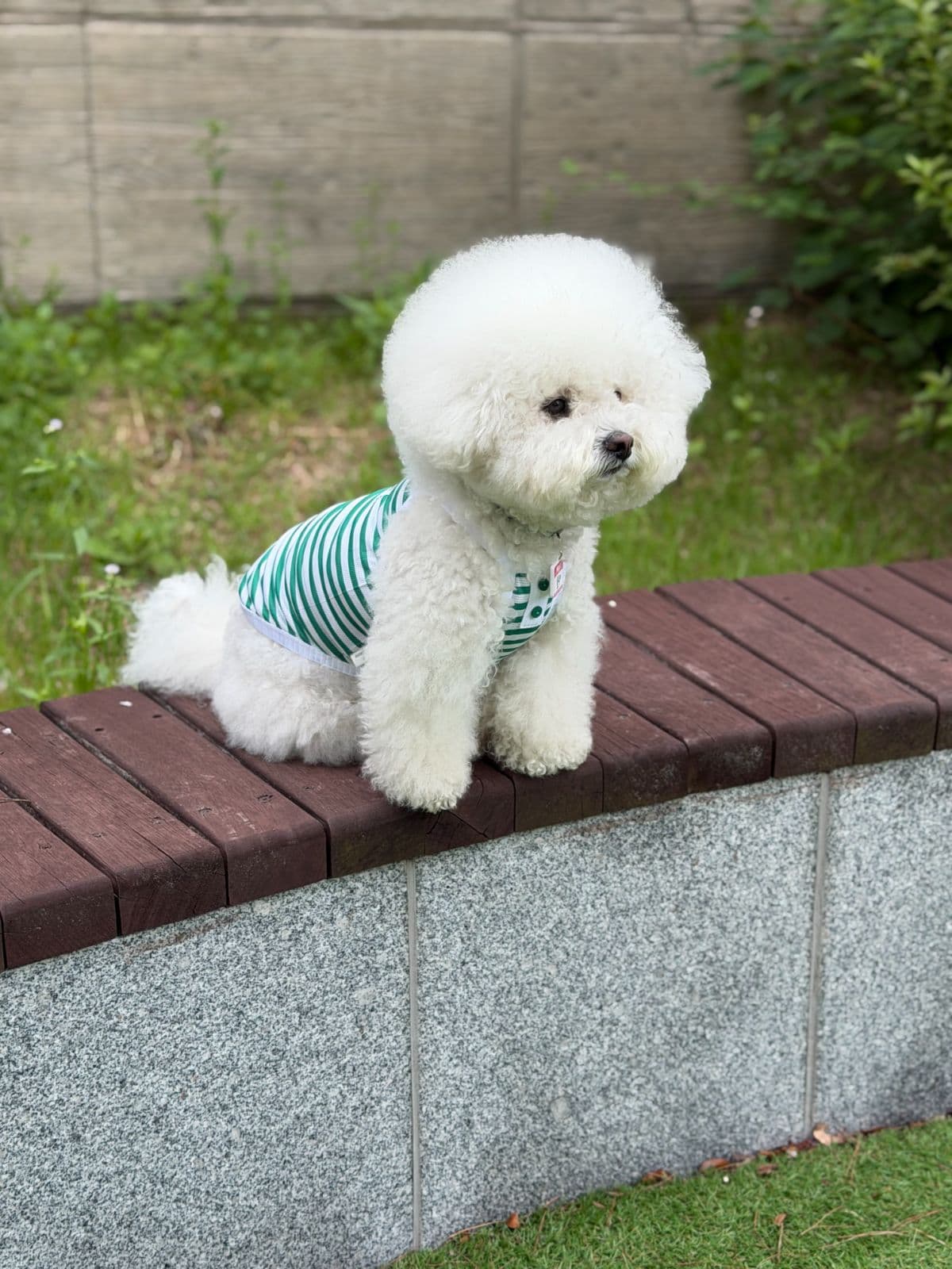 Jubico Good Day Mesh Style Sleeveless Dog Clothes - 이미지 12