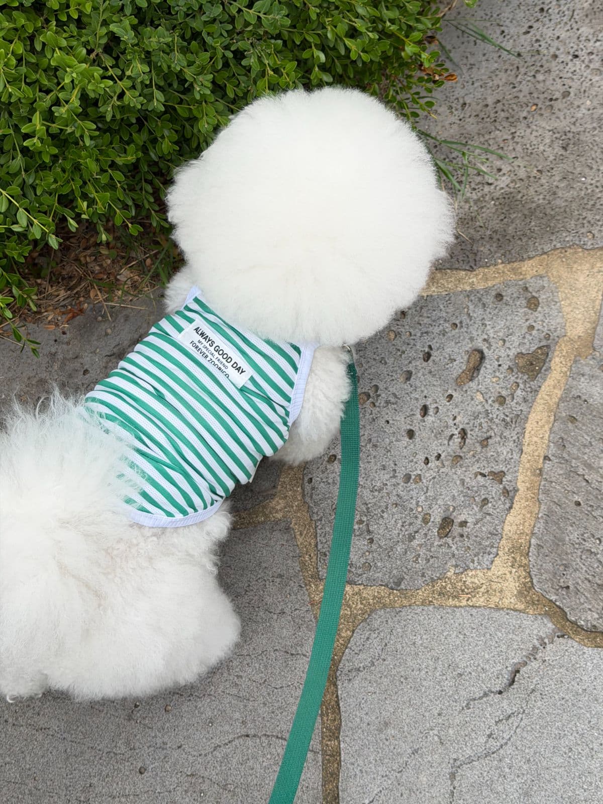 Jubico Good Day Mesh Style Sleeveless Dog Clothes - 이미지 11