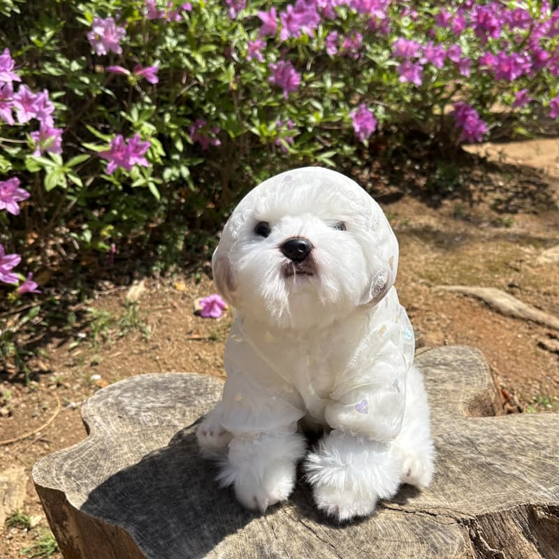 Aurora Heart Bug Guard Dog Clothes - 이미지 10