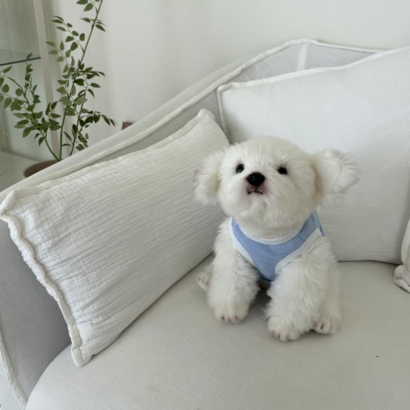 Flowy tank top for dogs - 이미지 13