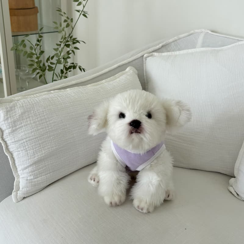Flowy tank top for dogs - 이미지 17