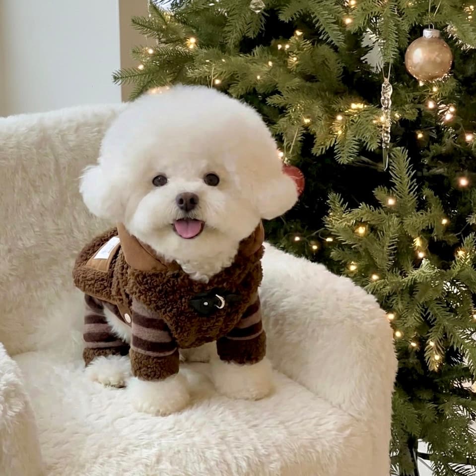 테디 토글 코트(강아지옷) - 이미지 6