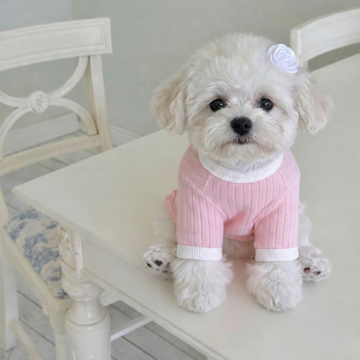 코코 포켓티 (강아지옷) - 이미지 5